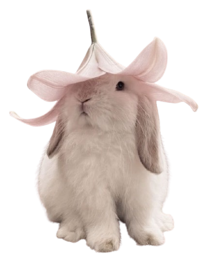 whatsapp image 2025 10 11 at 7.27.39 pm removebg preview